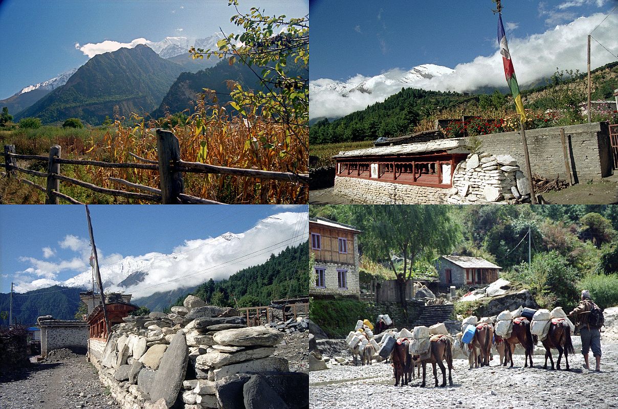 308 Nilgiri From Larjung, Prayer Wheels At Larjung And After Larjung, Donkey Train Near Kalopani
